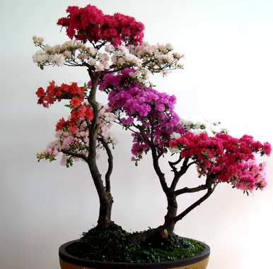 杜鹃花落叶怎么了？杜鹃花落叶后还能活吗？