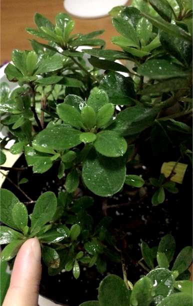 杜鹃花落叶怎么了？杜鹃花落叶后还能活吗？