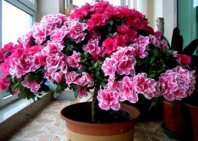 杜鹃花落叶怎么了？杜鹃花落叶后还能活吗？