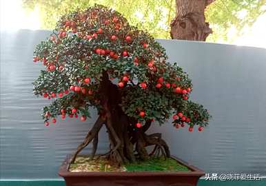 有哪些小乔木植物，观花小乔木植物？