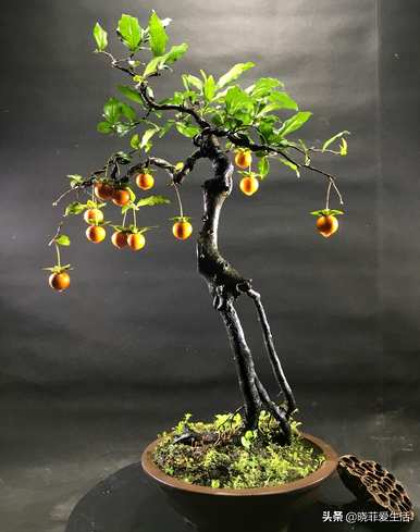 有哪些小乔木植物，观花小乔木植物？