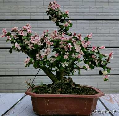 有哪些小乔木植物，观花小乔木植物？