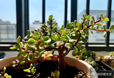 有哪些小乔木植物，观花小乔木植物？