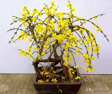 有哪些小乔木植物，观花小乔木植物？