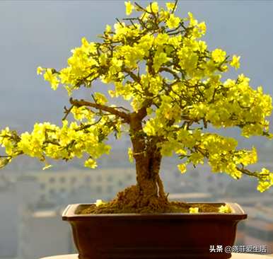 有哪些小乔木植物，观花小乔木植物？