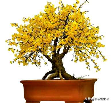 有哪些小乔木植物，观花小乔木植物？
