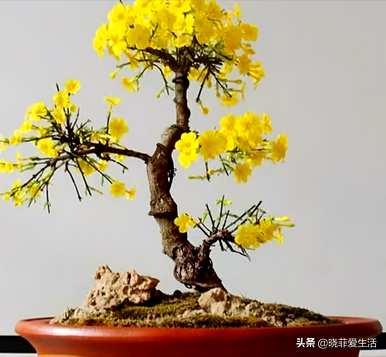 有哪些小乔木植物，观花小乔木植物？