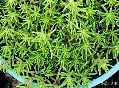 向日葵种子开花多久？向日葵种子能在十一月成熟吗？