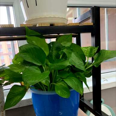 什么是最耐阴的植物，什么是最耐阴的植物？
