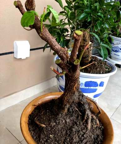 三角梅生长期是什么时候，哪个品种的双瓣三角梅勤花？