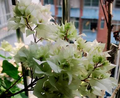 三角梅生长期是什么时候，哪个品种的双瓣三角梅勤花？