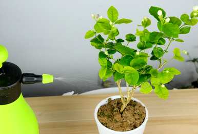 茉莉花栽培有哪些注意事项，茉莉花种子的栽培方法及注意事项？
