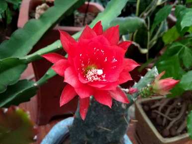 怎样养箭才能开花，怎样养箭才能开花？