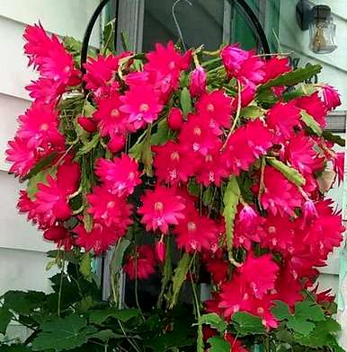 怎样养箭才能开花，怎样养箭才能开花？