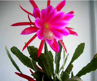 怎样养箭才能开花，怎样养箭才能开花？