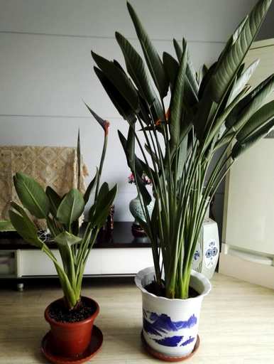 天堂鸟绿植容易养活吗？天堂鸟绿植容易养活吗？