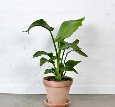 天堂鸟绿植容易养活吗？天堂鸟绿植容易养活吗？