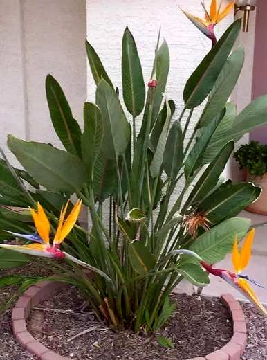 天堂鸟绿植容易养活吗？天堂鸟绿植容易养活吗？