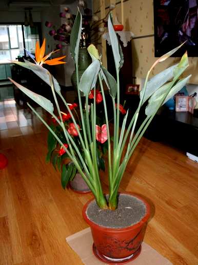 天堂鸟绿植容易养活吗？天堂鸟绿植容易养活吗？