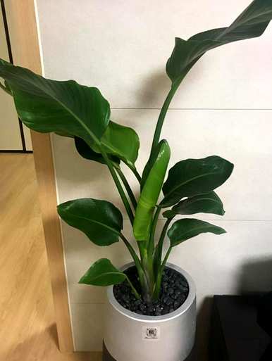 天堂鸟绿植容易养活吗？天堂鸟绿植容易养活吗？