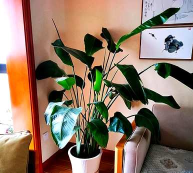 天堂鸟绿植容易养活吗？天堂鸟绿植容易养活吗？