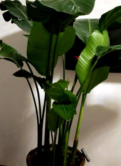 天堂鸟绿植容易养活吗？天堂鸟绿植容易养活吗？