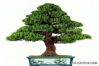 室内种植大型罗汉松，如何维护室内罗汉松？