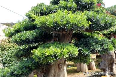 室内种植大型罗汉松，如何维护室内罗汉松？