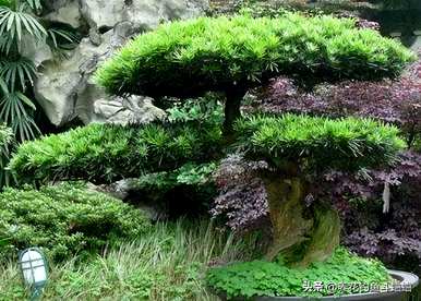 室内种植大型罗汉松，如何维护室内罗汉松？