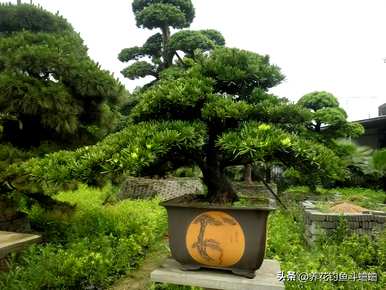 室内种植大型罗汉松，如何维护室内罗汉松？