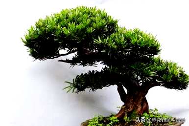 室内种植大型罗汉松，如何维护室内罗汉松？