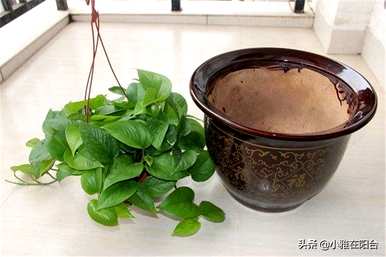 绿萝叶发黄烂根怎么办？绿萝烂根发黄怎么办？