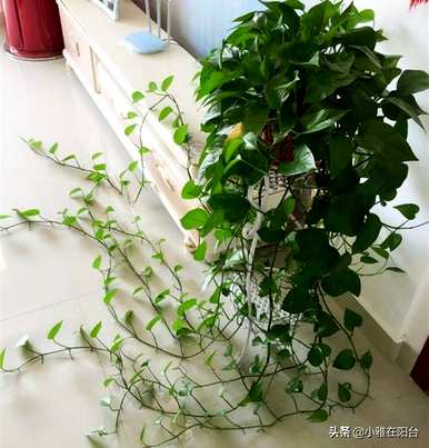 绿萝叶发黄烂根怎么办？绿萝烂根发黄怎么办？