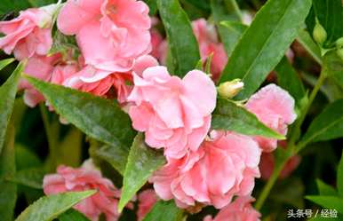凤仙花有毒吗？什么毒药？凤仙花有毒吗？怎样养？