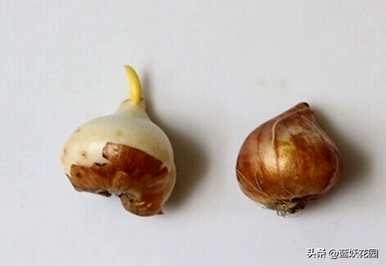 三月种郁金香还能开花吗？四月种郁金香还能开花吗？