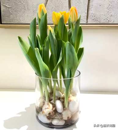 三月种郁金香还能开花吗？四月种郁金香还能开花吗？