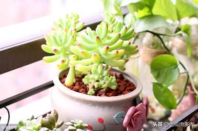 多肉可以浇茶水吗？多肉浇什么水比较好？