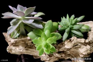 多肉可以浇茶水吗？多肉浇什么水比较好？