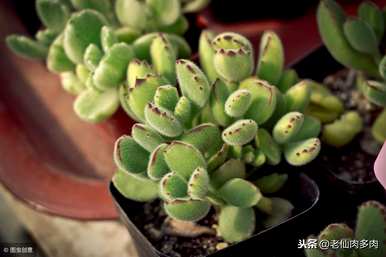 多肉可以浇茶水吗？多肉浇什么水比较好？