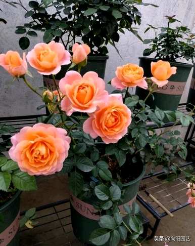 北方能养蒜香藤花吗？北方家庭养什么花最好？