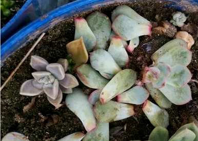 肉质叶片一碰就掉下来怎么了？夏天肉质叶片一碰就掉下来的原因是什么？