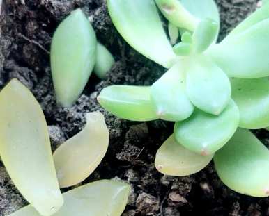 肉质叶片一碰就掉下来怎么了？夏天肉质叶片一碰就掉下来的原因是什么？