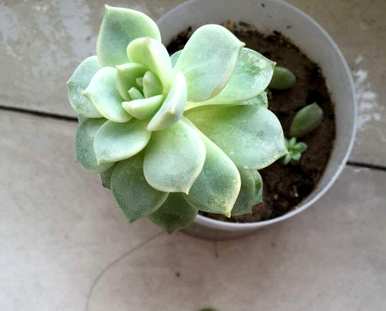 肉质叶片一碰就掉下来怎么了？夏天肉质叶片一碰就掉下来的原因是什么？