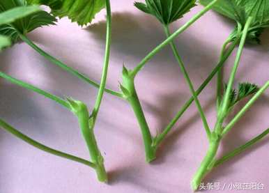 夏季天竺葵怎样扦插才能活，天竺葵什么时候扦插最好？