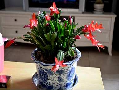 蟹爪兰怎么养才能开花，蟹爪兰怎么养才能开花？