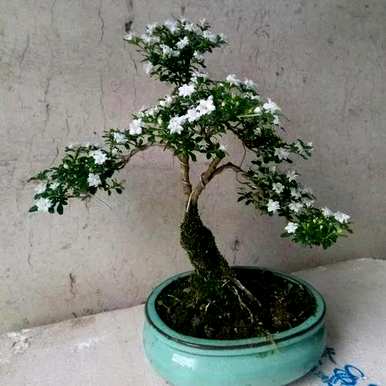 六月的雪盆景有毒吗？如何养六月的雪盆景？