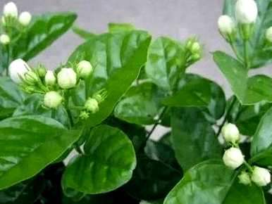 什么样的茉莉肥最好，什么样的花肥适合茉莉？