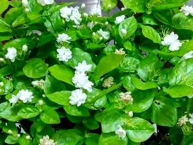 什么样的茉莉肥最好，什么样的花肥适合茉莉？