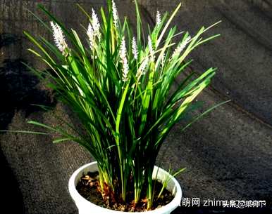 如何修剪吉祥草，如何修剪吉祥草