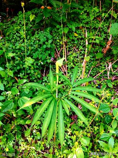 如何培育天南星科植物最好？天南星科植物组培